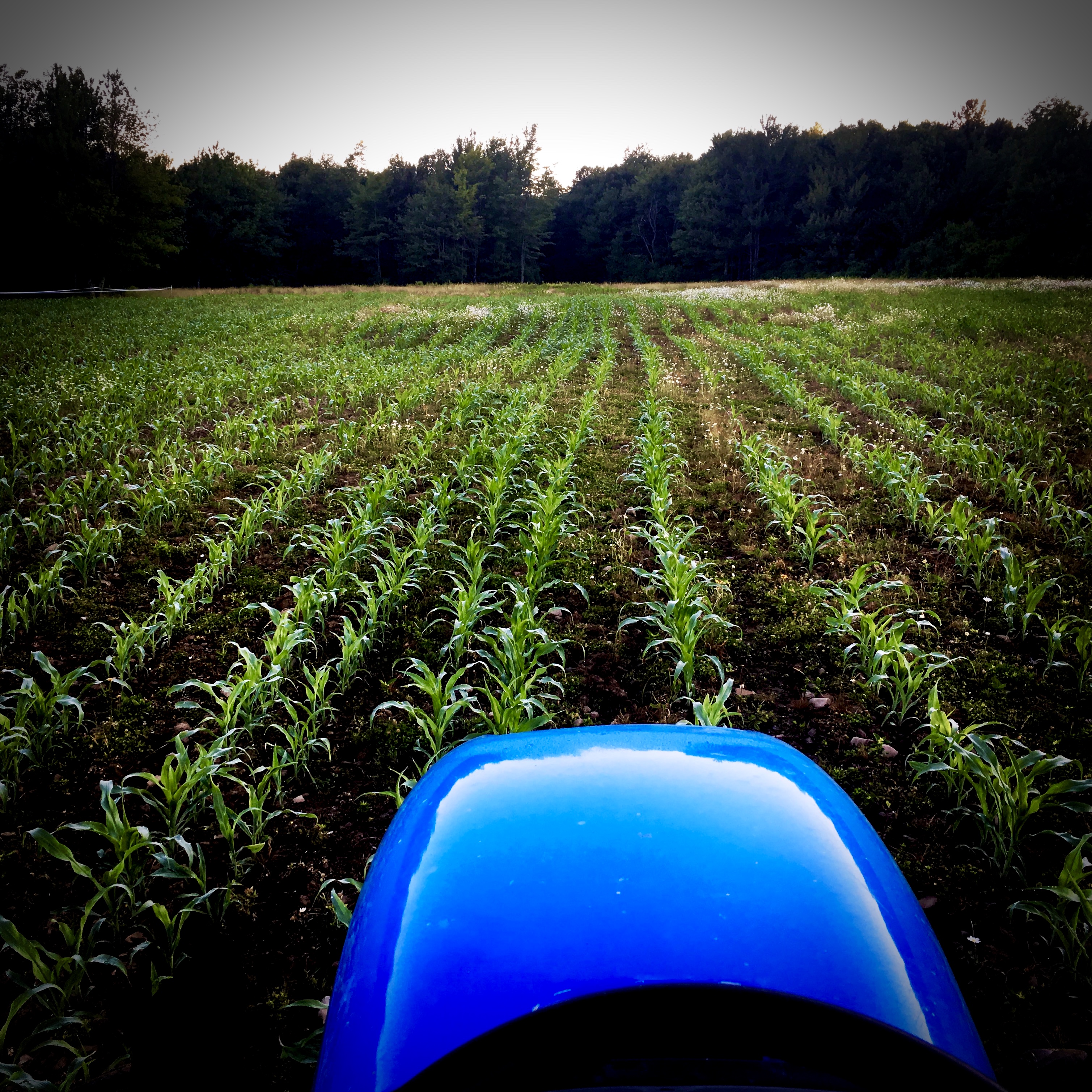 Food Plots